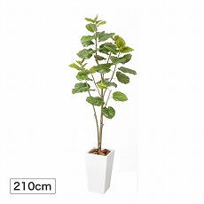 ウンベラータ 2.1m (人工植物) 【E】