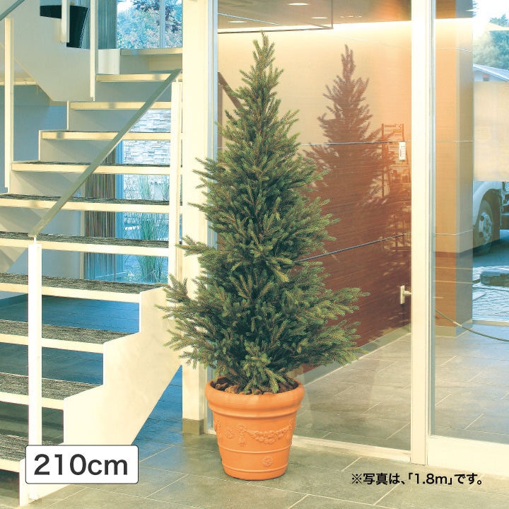 モミツリー 2.1m (人工植物) 【E】