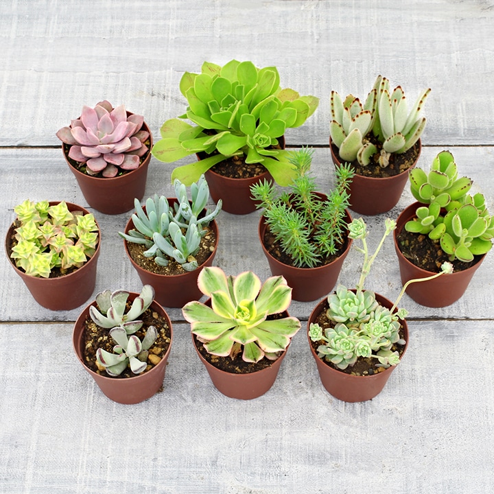 多肉植物セット*3 プラントコレクション 多肉植物セット3 トイザらス限定