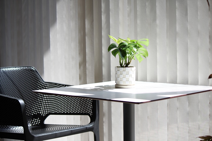 モンステラ br><br>モンステラ 黒色 セラアート鉢 8号（バークチップ） <br