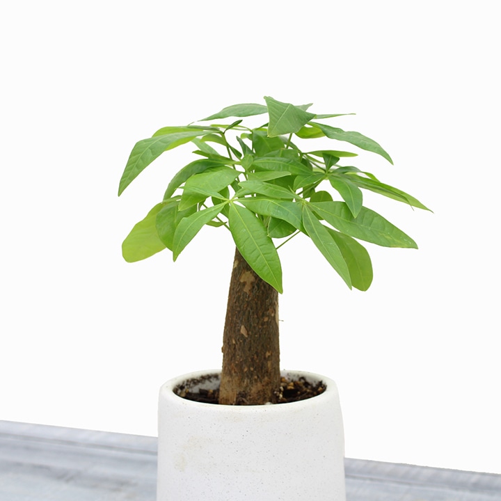 確認用　パキラ 観葉植物 緑色の葉 楽天市場】【 パキラ 】☆ 観葉植物 存在感あり 金運 マネー